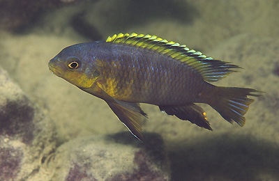 Tropheops sp. 'orange chest' Thumbi West Island